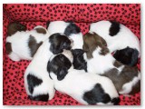 Sunshine Gang pile of pups