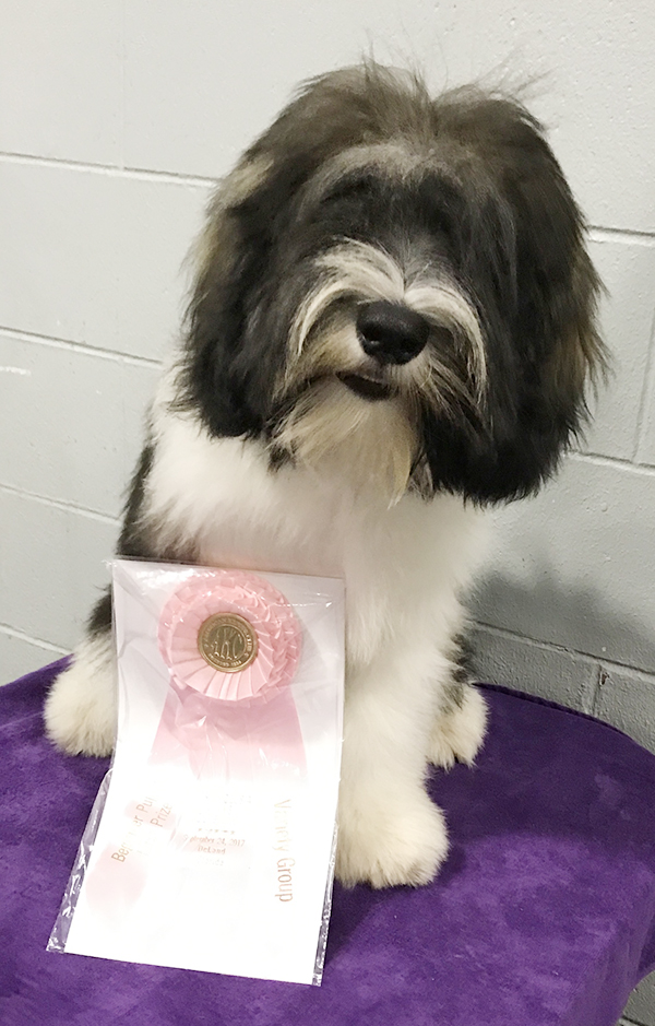 PON puppy wins Group Placement