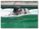 Porter in the pool